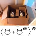 Si un chat dans un carton et un chat dans un carton, dans un carton... euh attend où est le chat déjà???