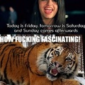 Tigers hate retards