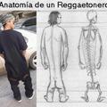 anatomía del reggaetonero