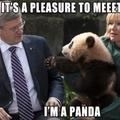 hello panda