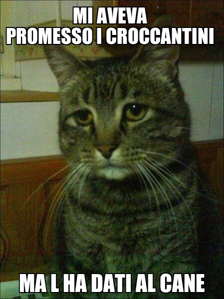 Depressed cat - meme