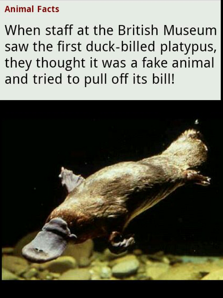 Memedroid - Images tagged as 'platypus' - Page 1