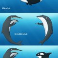 Killer Whale Orca Killer