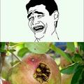 Bad luck apple