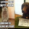 dog eat poo!