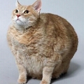 Muffin cat
