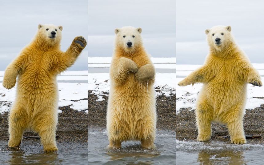 Dancing Polar Bear - meme