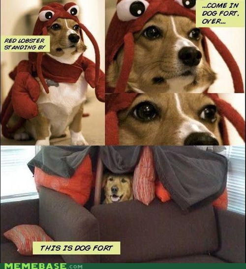 Dog fort - meme