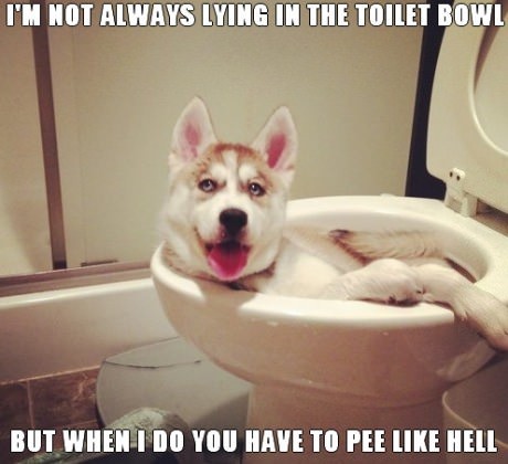 Most interesting dog in the toilet - meme