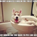 Most interesting dog in the toilet