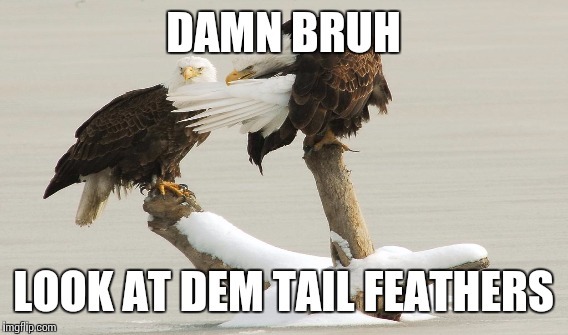 Shake them tail feathers - meme