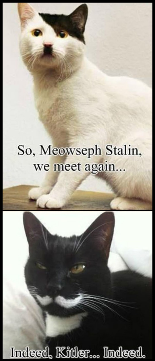 Hitler & Staline cat - meme