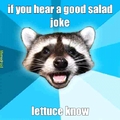 racoon lettuce