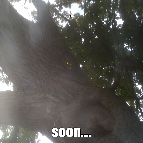 i took this picture yesterday when i heard something in the tree above me - meme