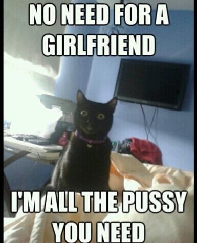 Overly attached cat! - meme