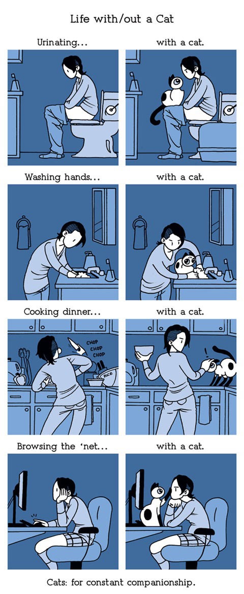Cats r annoying.. - meme