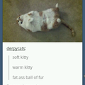 Fat ass ball of fur
