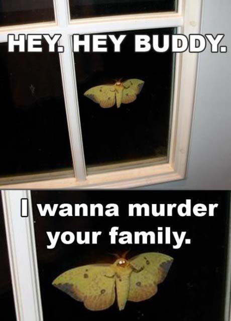 Creeper Moth - meme