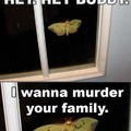Creeper Moth