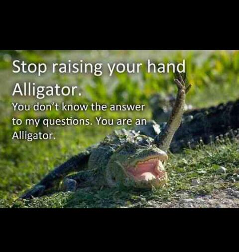 10. Silly alligator - meme