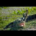 10. Silly alligator