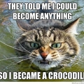 Kitty croc