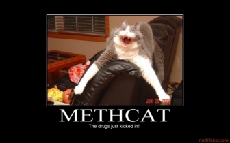 meth cat - meme
