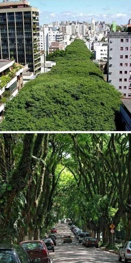 Every city in the world should have streets like this -Porto Alegre, Brazil - meme