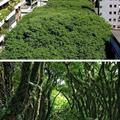 Every city in the world should have streets like this -Porto Alegre, Brazil