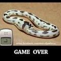 game over of snake
