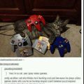 Cats play games too