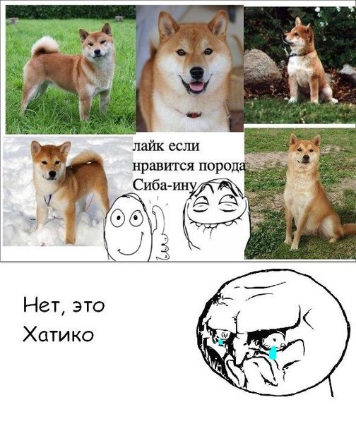 Мем про собаку сиба ину