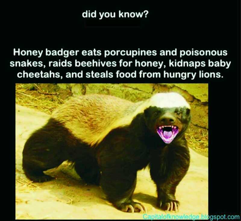 Honey badger strikes again - meme