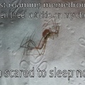I know it's a daddy long legs...but it still freaked me out