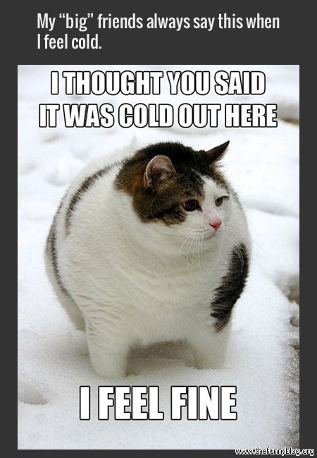 Mr. Fat cat ^__^ - meme