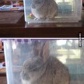dat rabbit