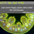 happy grass