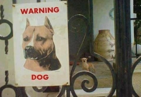 Warning dog - meme