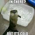 no mr otter over here!