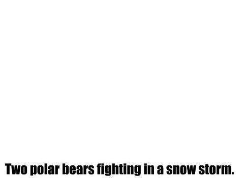 polar bear fight - meme