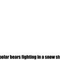 polar bear fight
