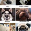 funny dogs :p