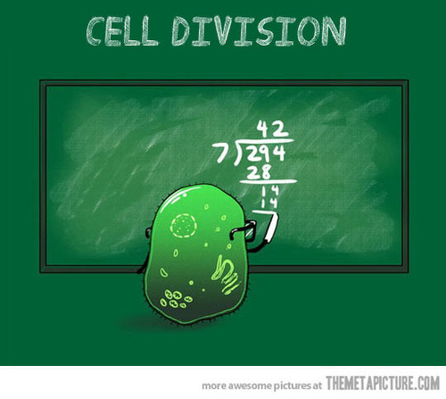 cell division - meme