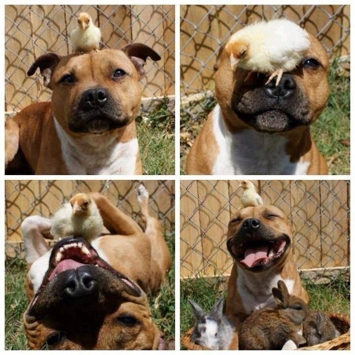 This guy has a way with the chicks. - meme
