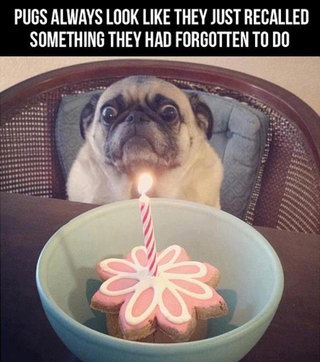 Pugs are awesome - meme