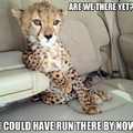 Impatient cheetah is impaitent