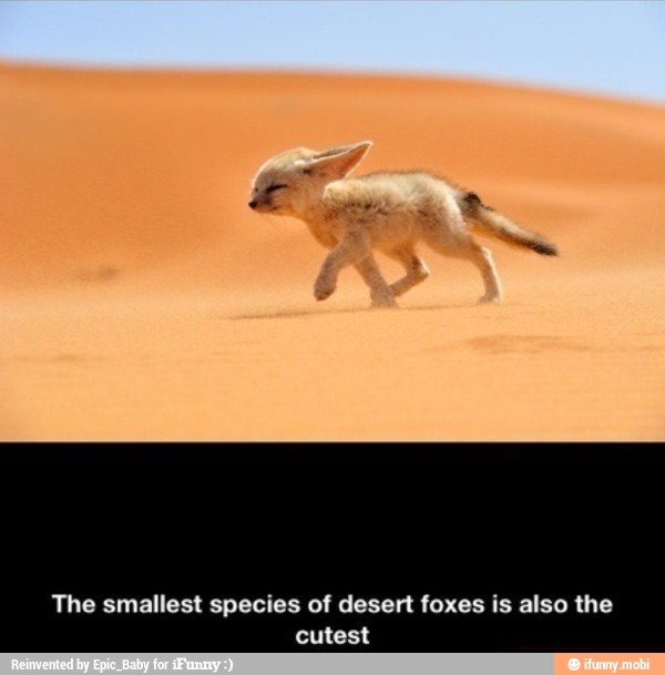 Desert fox - meme