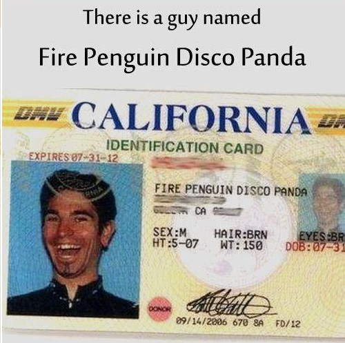 Fire penguin disco panda - meme