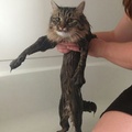 wet pussy