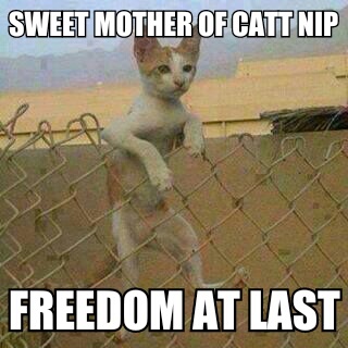 kitty freedom - meme